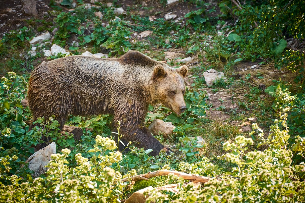 A European brown bear walking through low vegetation