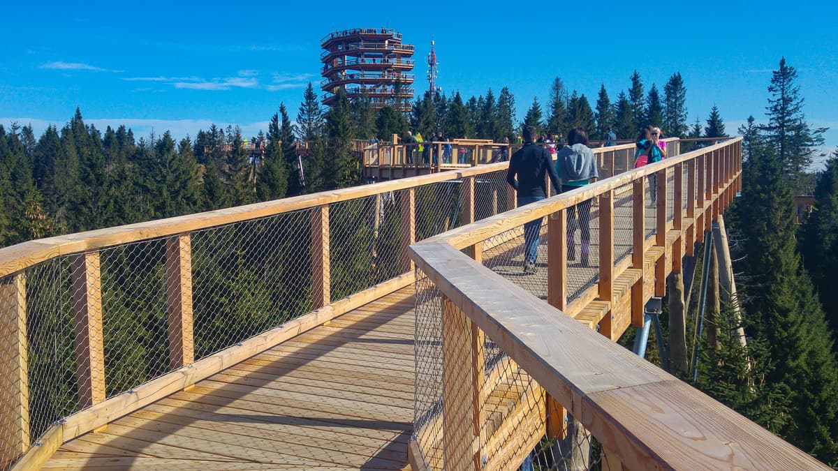 The wooden boardwalk of the Bachledka treetop walk leading to its tower